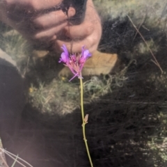 Linaria pelisseriana at Theodore, ACT - 26 Oct 2023