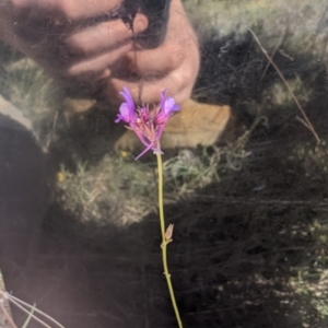 Linaria pelisseriana at Theodore, ACT - 26 Oct 2023