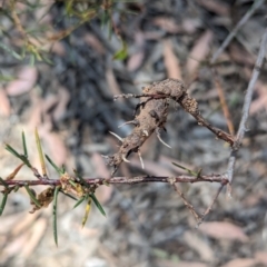 Uromycladium (genus) (A gall forming rust fungus) at Bruce, ACT - 26 Oct 2023 by rbannister