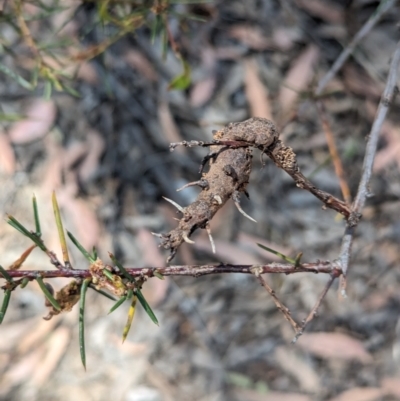 Uromycladium sp. at Bruce Ridge to Gossan Hill - 26 Oct 2023 by rbannister