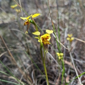 Diuris sulphurea at Bruce, ACT - 26 Oct 2023