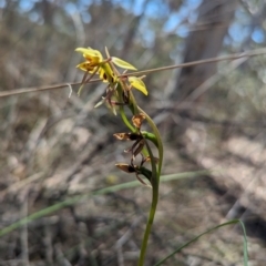 Diuris sulphurea at Bruce, ACT - 26 Oct 2023