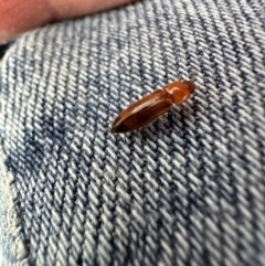 Elateridae sp. (family) (Unidentified click beetle) at Kangaroo Valley, NSW - 30 Oct 2023 by lbradleyKV