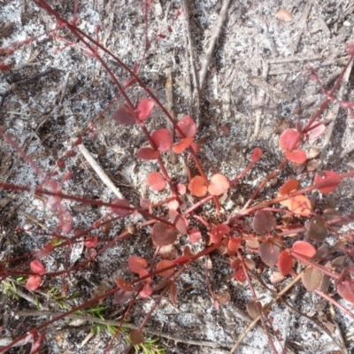 Unverified Plant at Brunswick Heads, NSW - 10 Oct 2020 by Sanpete