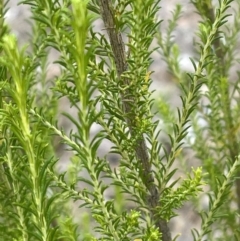 Cassinia sifton (Sifton Bush, Chinese Shrub) at Gossan Hill - 30 Oct 2023 by JVR