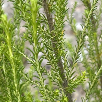 Cassinia sifton (Sifton Bush, Chinese Shrub) at Bruce, ACT - 30 Oct 2023 by JVR