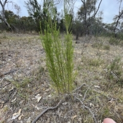 Cassinia sifton at Bruce, ACT - 30 Oct 2023 03:34 PM