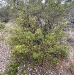 Grevillea (genus) at Bruce, ACT - 30 Oct 2023 03:31 PM