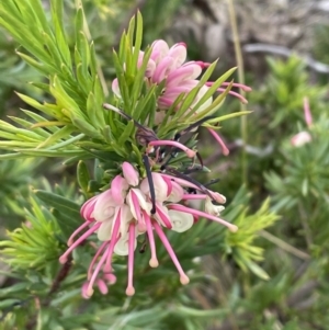 Grevillea rosmarinifolia subsp. rosmarinifolia at Bruce, ACT - 30 Oct 2023