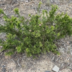 Grevillea rosmarinifolia subsp. rosmarinifolia at Bruce, ACT - 30 Oct 2023 03:29 PM