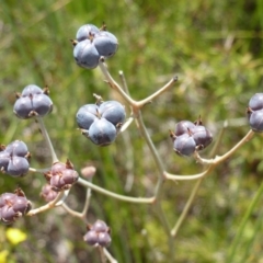 Unverified Plant at Brunswick Heads, NSW - 10 Oct 2020 by Sanpete