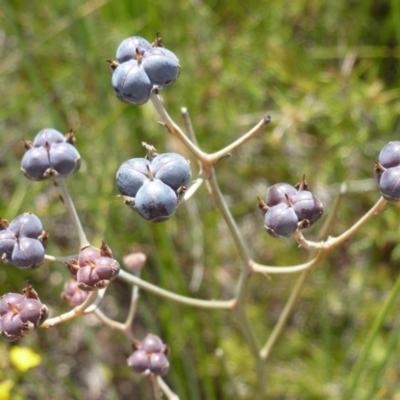 Unverified Plant at Brunswick Heads, NSW - 10 Oct 2020 by Sanpete