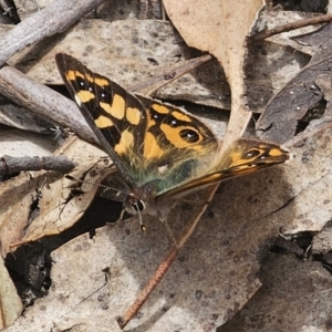 Argynnina cyrila at Captains Flat, NSW - 30 Oct 2023 01:52 PM