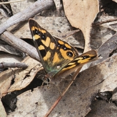 Argynnina cyrila at Captains Flat, NSW - 30 Oct 2023 01:52 PM