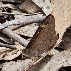 Argynnina cyrila at Captains Flat, NSW - 30 Oct 2023 01:52 PM