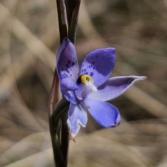 Thelymitra x truncata (Truncate Sun Orchid) at Captains Flat, NSW - 30 Oct 2023 by Csteele4