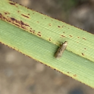 Oecophoridae (family) at Aranda, ACT - 30 Oct 2023