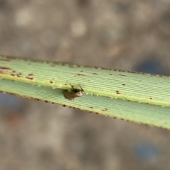 Oecophoridae (family) at Aranda, ACT - 30 Oct 2023