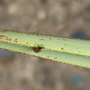 Oecophoridae (family) at Aranda, ACT - 30 Oct 2023