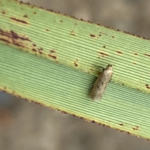 Oecophoridae (family) at Aranda, ACT - 30 Oct 2023