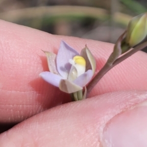 Thelymitra pauciflora at Captains Flat, NSW - suppressed