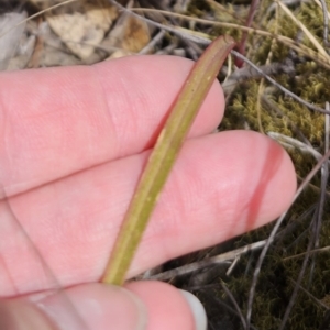 Thelymitra pauciflora at Captains Flat, NSW - suppressed