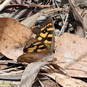 Argynnina cyrila at Captains Flat, NSW - 30 Oct 2023 12:36 PM