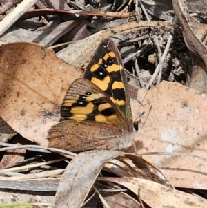 Argynnina cyrila at Captains Flat, NSW - 30 Oct 2023 12:36 PM