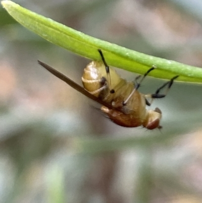 Lauxaniidae (family) (Unidentified lauxaniid fly) at Aranda, ACT - 30 Oct 2023 by Jubeyjubes