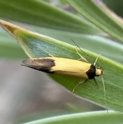 Merocroca automima at Aranda, ACT - 30 Oct 2023