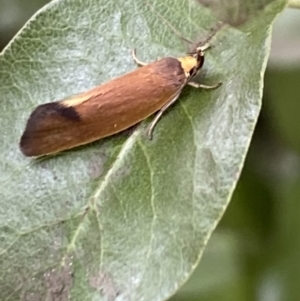 Delexocha ochrocausta at Aranda, ACT - 30 Oct 2023