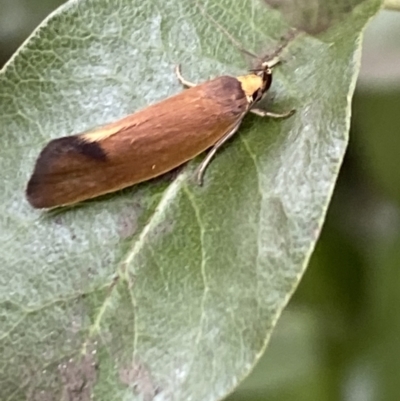 Delexocha ochrocausta (A concealer moth) at Aranda, ACT - 30 Oct 2023 by Jubeyjubes