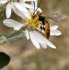 Labium sp. (genus) (An Ichneumon wasp) at Aranda, ACT - 30 Oct 2023 by Jubeyjubes