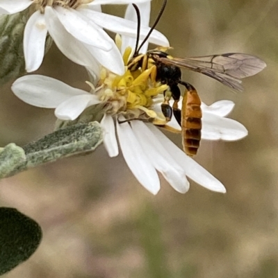 Labium sp. (genus) (An Ichneumon wasp) at Aranda, ACT - 30 Oct 2023 by Jubeyjubes