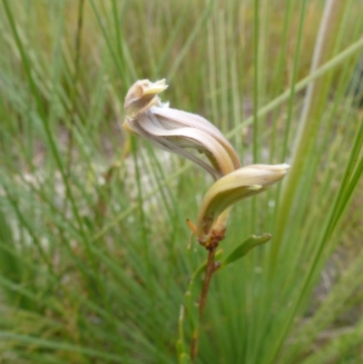 Unidentified Plant at Brunswick Heads, NSW - 28 Sep 2020 by Sanpete