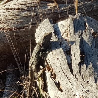 Pogona barbata (Eastern Bearded Dragon) at Watson, ACT - 11 Oct 2023 by MAX