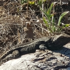Pogona barbata at Watson, ACT - suppressed