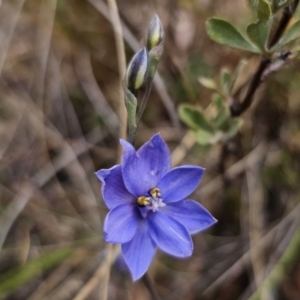 Thelymitra ixioides at Captains Flat, NSW - 30 Oct 2023