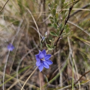 Thelymitra ixioides at Captains Flat, NSW - 30 Oct 2023