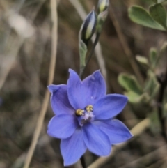 Thelymitra ixioides at Captains Flat, NSW - 30 Oct 2023