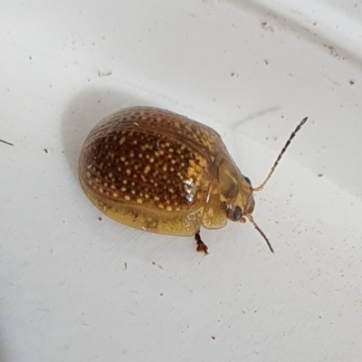 Paropsisterna decolorata (A Eucalyptus leaf beetle) at Rugosa - 11 Oct 2023 by SenexRugosus