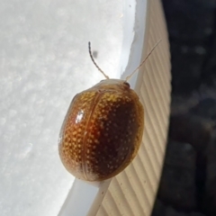 Paropsisterna decolorata at Yass River, NSW - 11 Oct 2023