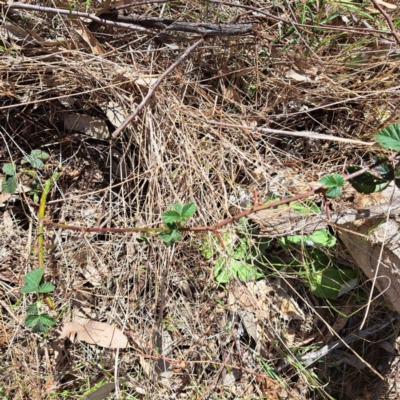 Rubus anglocandicans (Blackberry) at Mount Majura - 29 Oct 2023 by abread111