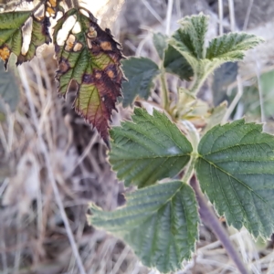 Rubus anglocandicans at Watson, ACT - 30 Oct 2023