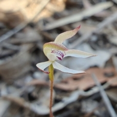 Caladenia moschata (Musky Caps) at Yass River, NSW - 11 Oct 2023 by SenexRugosus