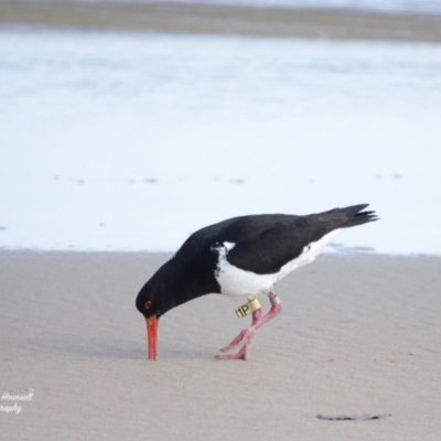 Haematopus longirostris (Australian Pied Oystercatcher) at Lake Conjola, NSW - 24 Oct 2023 by Gee