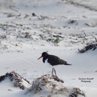 Haematopus longirostris (Australian Pied Oystercatcher) at Lake Conjola, NSW - 24 Oct 2023 by Gee