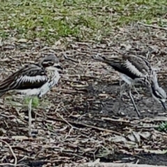 Burhinus grallarius (Bush Stone-curlew) at Ocean Shores, NSW - 8 Oct 2023 by Sanpete