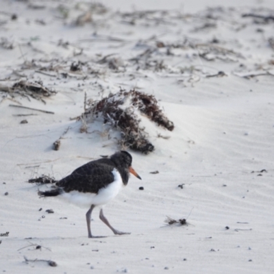 Haematopus longirostris (Australian Pied Oystercatcher) at Lake Conjola, NSW - 24 Oct 2023 by Gee