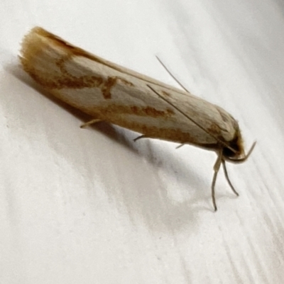 Philobota cretacea (A concealer moth) at Aranda, ACT - 30 Oct 2023 by Jubeyjubes